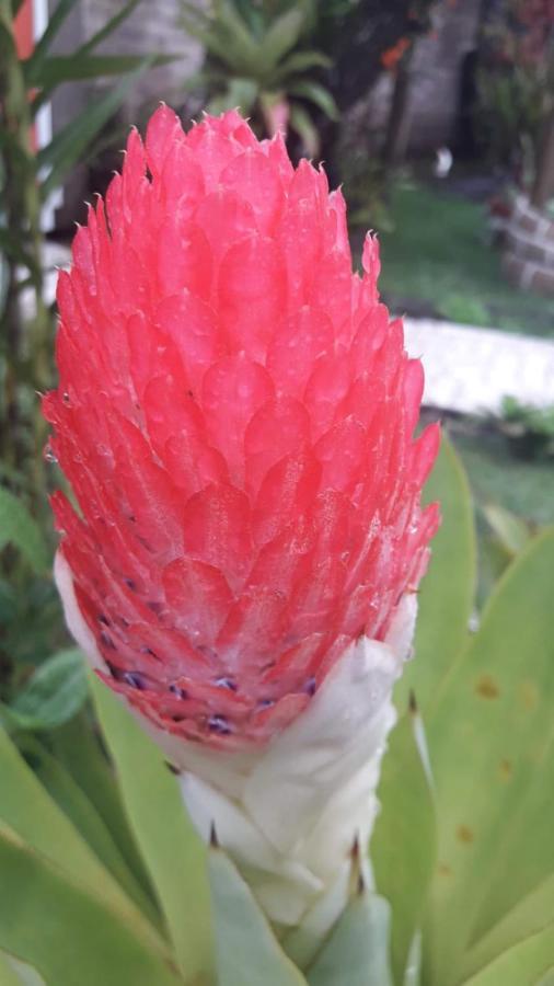 Cantinho Da Gigi Holiday home